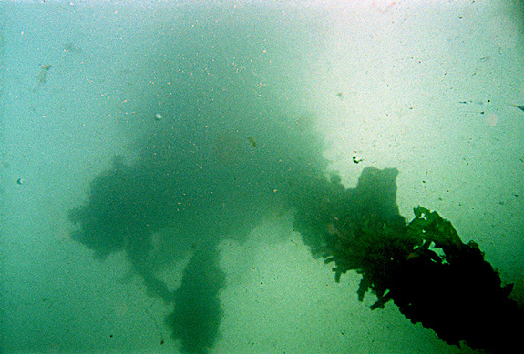 Looking up at tubeworm cluster, this is massive after 10 years.