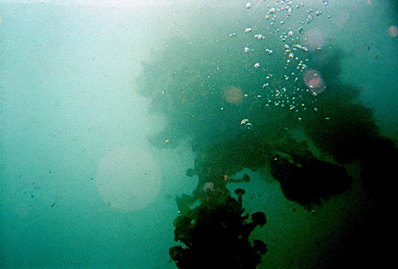 Looking up from 40ft., examining large mass of tubeworms.