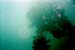 Looking up from 40ft., examining large mass of tubeworms.